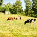 Conservation grazing