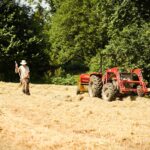 Haymaking - Hilfield Friary