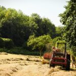 Haymaking - Hilfield Friary