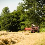 Haymaking - Hilfield Friary