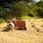 Haymaking - Hilfield Friary