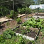 Othona vegetable patch